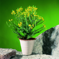 2525a-euryops virg.tif