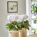 Cyclamen_persicum_20191126__5_.JPG