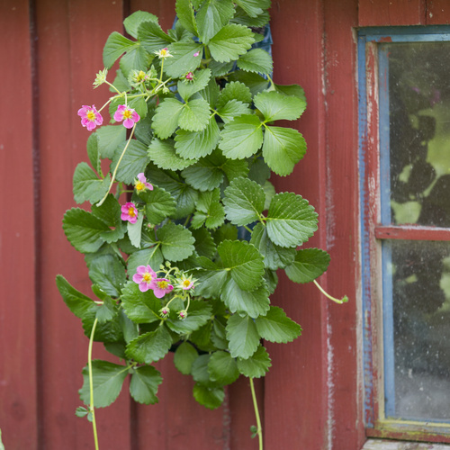 Fragaria Rosaceae (9610)