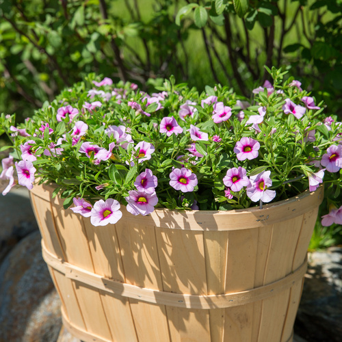 Calibrachoa Solanaceae (7322)