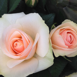 billede af Rosa