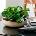 20120614WF9R0151-Peperomia_Obtusifolia_Green.jpg