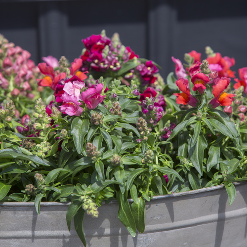 Antirrhinum Scrophulariaceae (6555)