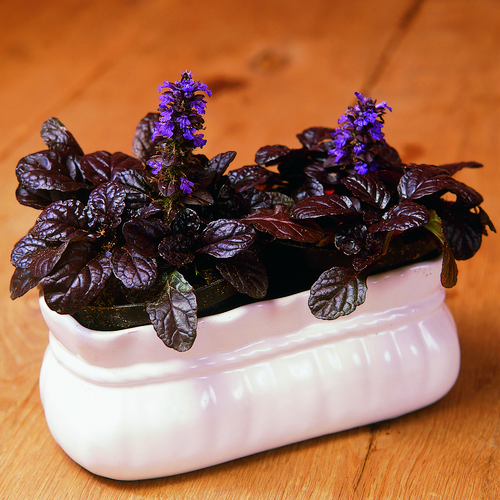 Ajuga Labitae (6379)