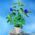 1105a-tibouchina.tif