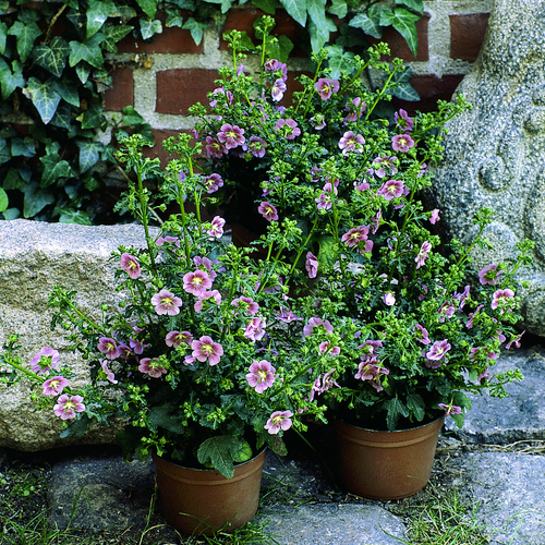 Anisodontea Malvaceae (6523)