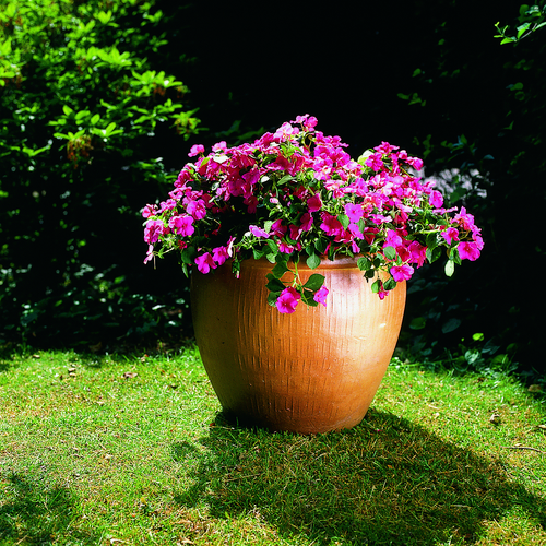 Impatiens Balsaminaceae (10681)