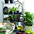 kalanchoe_cosmos_phalaenopsis_euphorbia_sansevieria_brugmansia_caryota_aichryson_scutellaria_celosia.tif