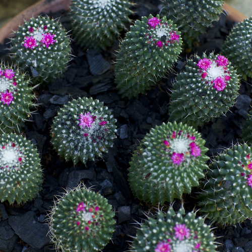 Mammillaria Cactaceae (11556)