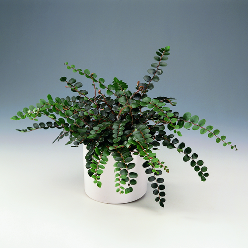 Pellaea Sinopteridaceae (12382)