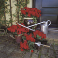 begonia_tuberhybridia.jpg