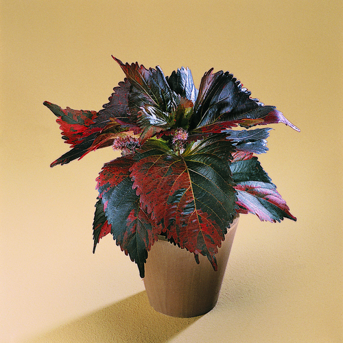 Acalypha Euphorbiaceae (6241)