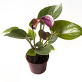 Anthurium_Baby_Purple_-_LUNDAGER.jpg