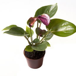 billede af Anthurium