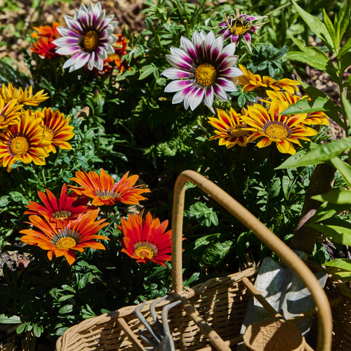 Cosmos Asteraceae  (440644)