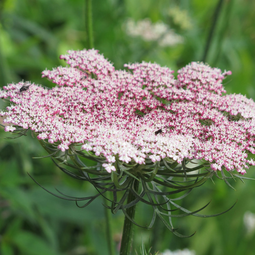 Daucus Apiaceae (8670)