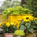 Helianthus_annuus_Sedum_rupestre_Osteospermum_hybrid.JPG