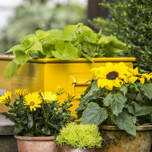 Helianthus Compositae (10040)