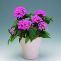 pentas_lanceolata.tif