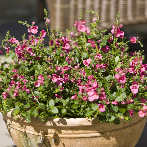 Diascia Scrophulariaceae (8722)