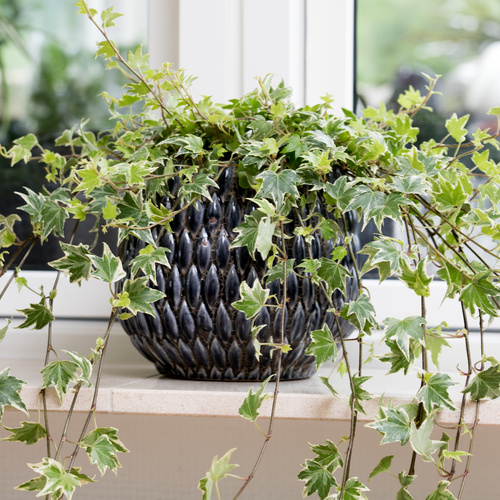 Hedera Araliaceae (65211)