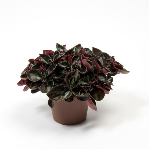 Peperomia Piperaceae (12457)