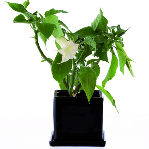 brugmansia sanguinea2.tif