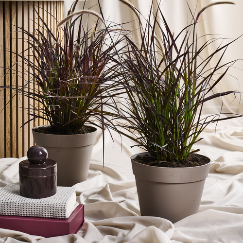 Pennisetum Pennisetum (442063)