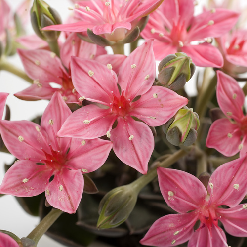 Graptopetalum Crassulaceae (9863)