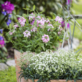 Verbena_hybrid_Gypsophila_paniculata.JPG