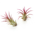 Tillandsia_050613_51.jpg