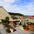 capsicum_hosta_thymus_chrysanthemum_carex_begonia_sempervivum_solanum_kalanchoe_rosa.tif