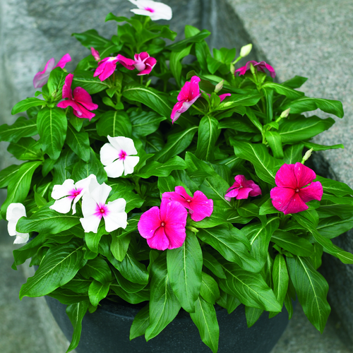 Catharanthus Apocynaceae (7855)