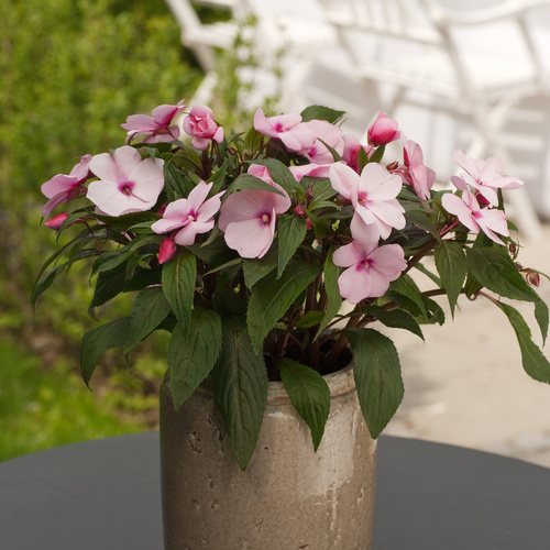 Impatiens Balsaminaceae (10663)