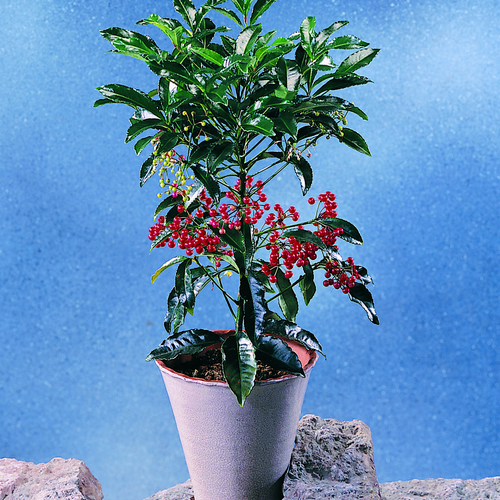 Ardisia Myrsinaceae (6610)