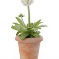 primula_botanic_denticulata.jpg