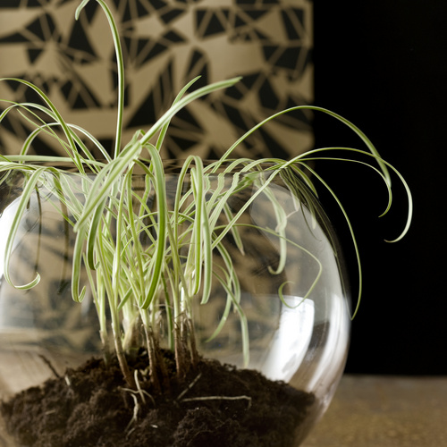 Carex Cyperaceae (7836)