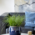 Carex_brunnea_20191126__3_.JPG