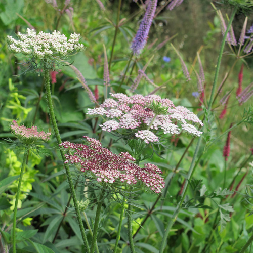 Daucus Apiaceae (8671)