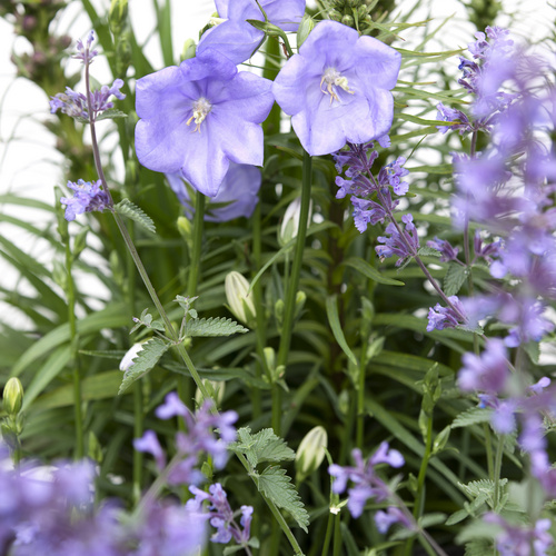 Campanula Campanulaceae (7533)