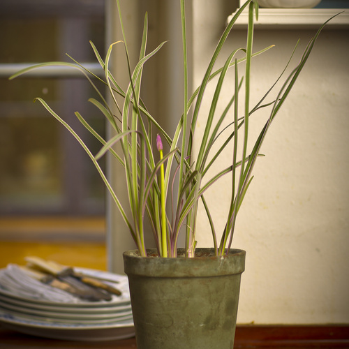 Tulbaghia Alliaceae (15136)