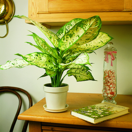 Dieffenbachia Araceae (8735)