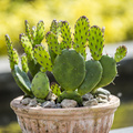 Cactus_opuntia_01.JPG