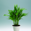 chrysalidocarpus lutescens.tif
