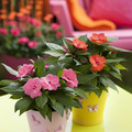 Impatiens_N_G_0376.jpg