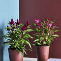 Rostgaard_-_Celosia_Venezuela.jpg