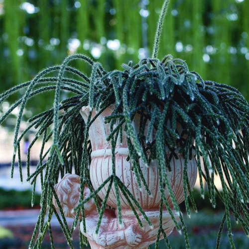 Rhipsalis Cactaceae (13241)