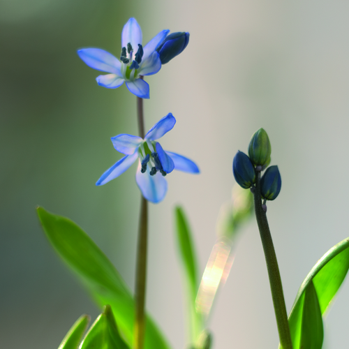 Scilla Hyacinthaceae (14513)