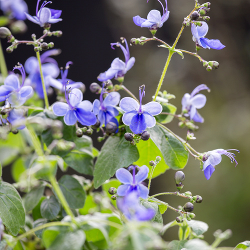 Clerodendrum Verbenaceae (8211)