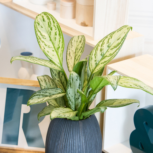 Aglaonema Araceae (6362)